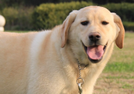 拉布拉多可以做獵犬嗎（可以狩獵嗎）